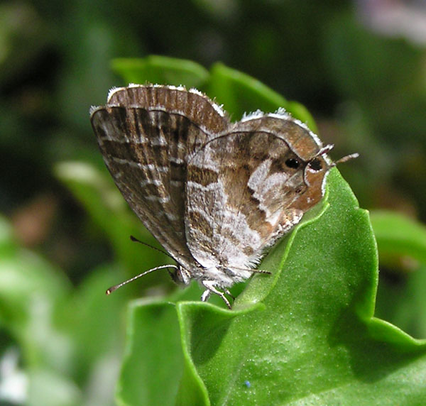 Cacyreus marshalli in trasferta e Aricia eumedon